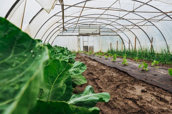 Greenhouse Demolition in Greeley